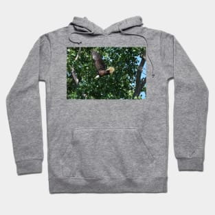 EAGLE THROUGH THE TREES! Hoodie